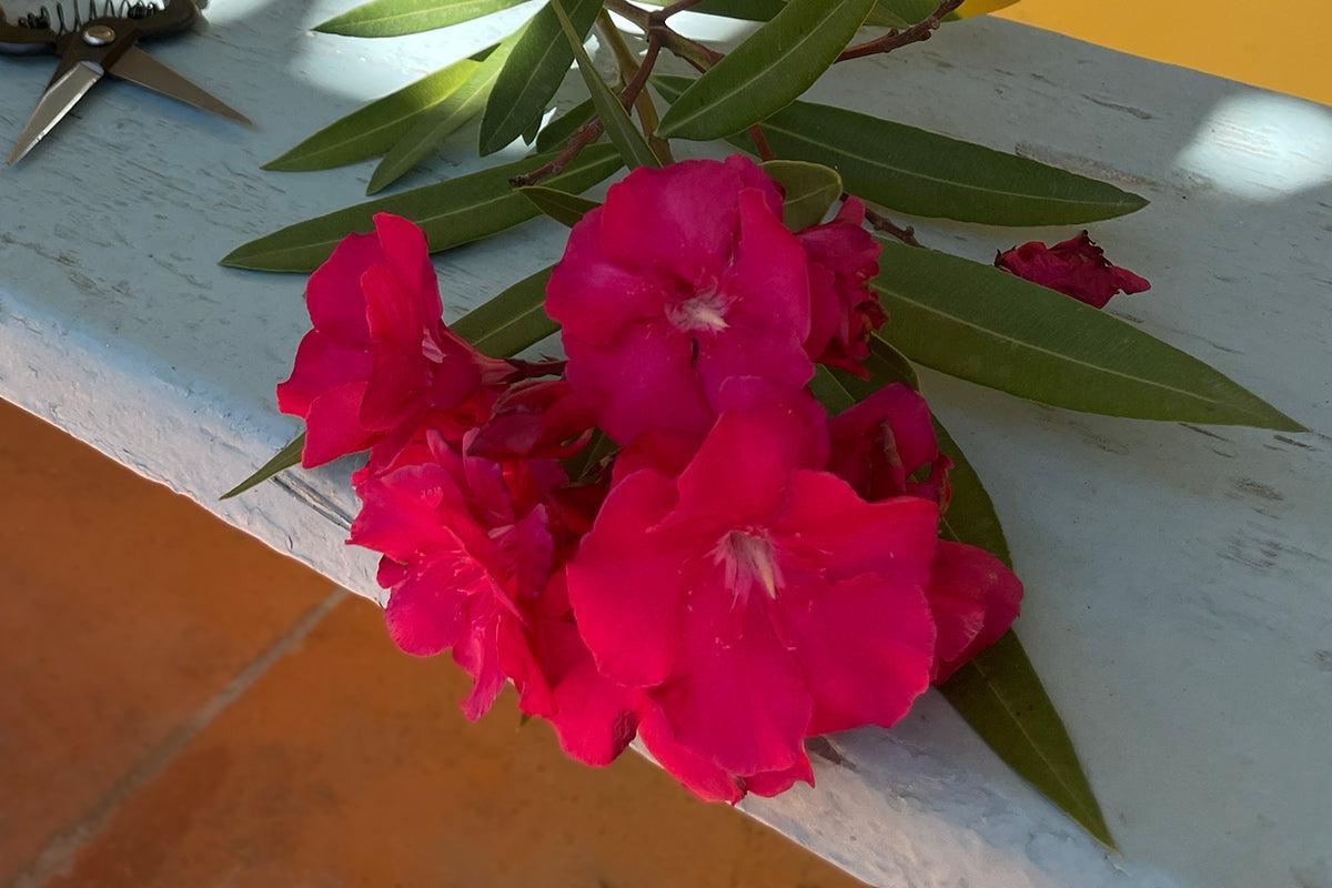 Bouturer un laurier-rose dans l'eau