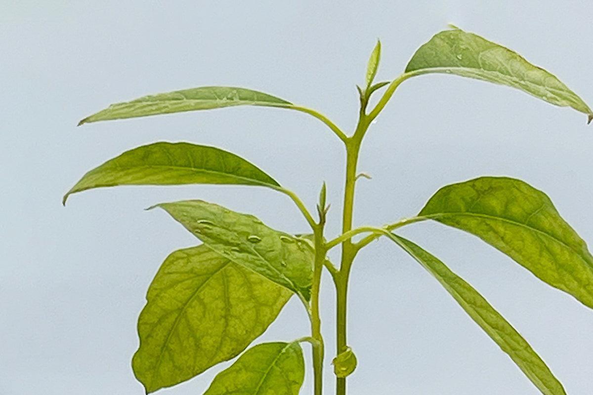 Faire pousser facilement un avocatier à partir de son noyau