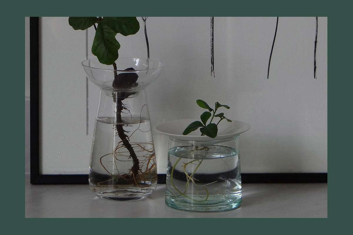 Faites germer vos pépins de citron - Une méthode infaillible