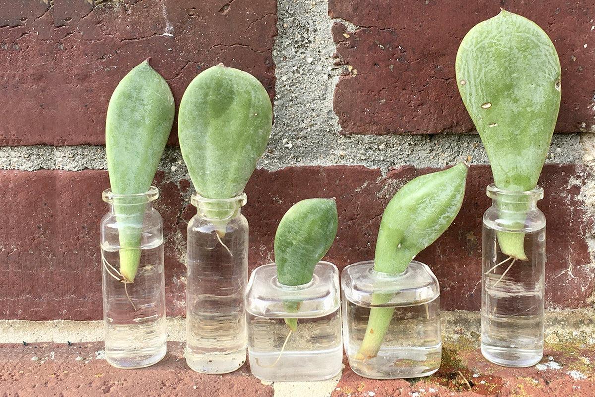 Bouturez vos plantes dans l'eau !