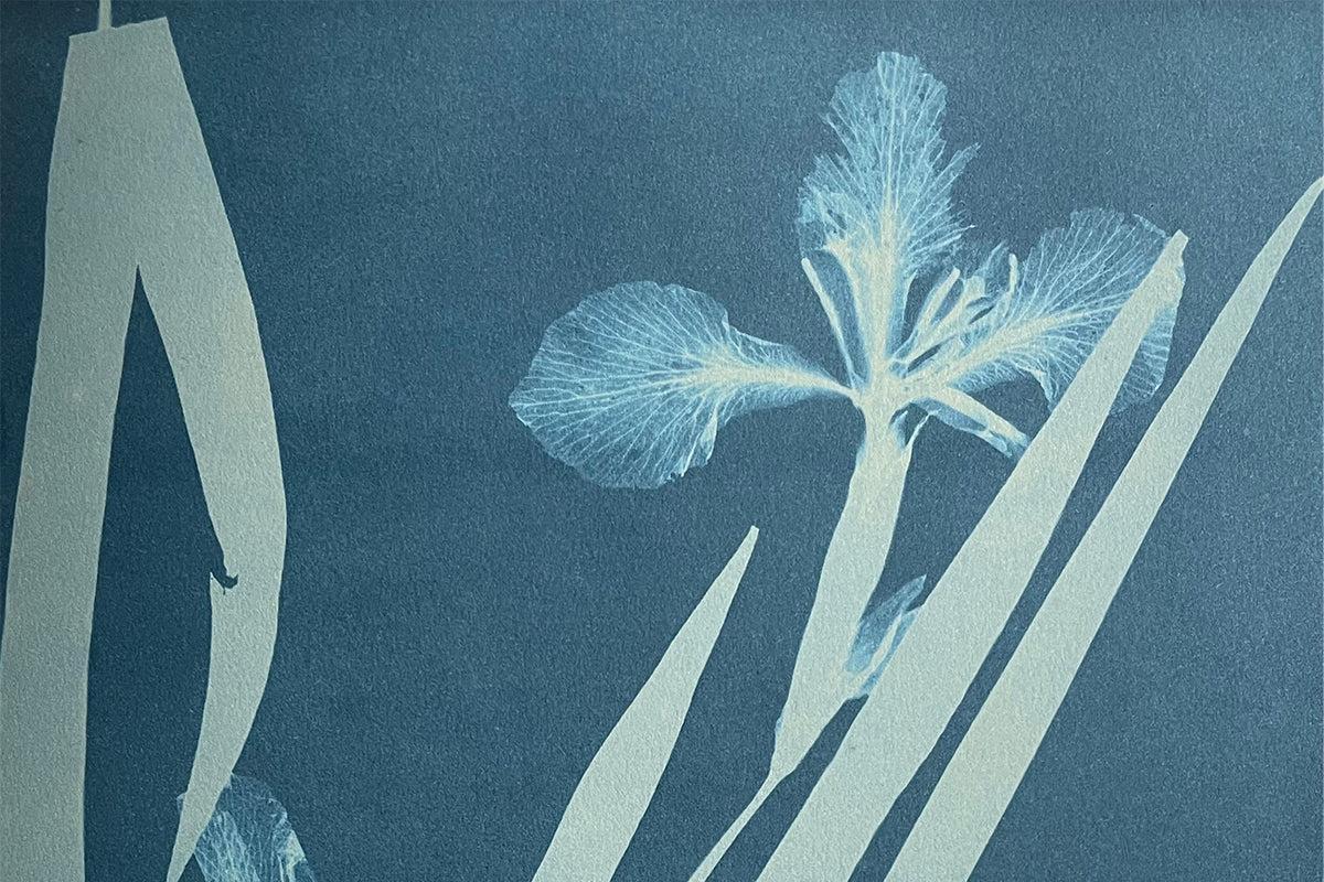 Anna Atkins : le cyanotype pour documenter les algues
