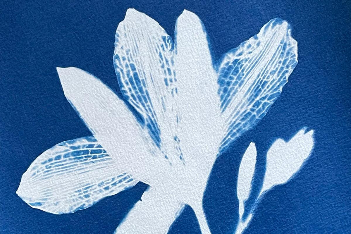 Cyanotypes botaniques : réaliser vos premières impressions