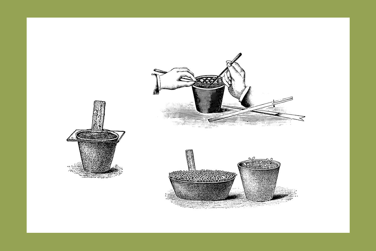 Graines non-hybrides ça veut dire quoi?