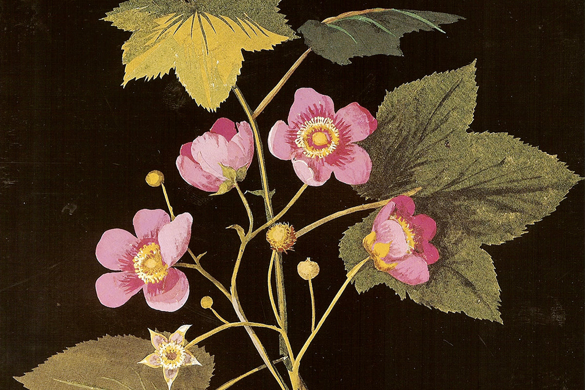 Les collages botaniques de Mary Delany