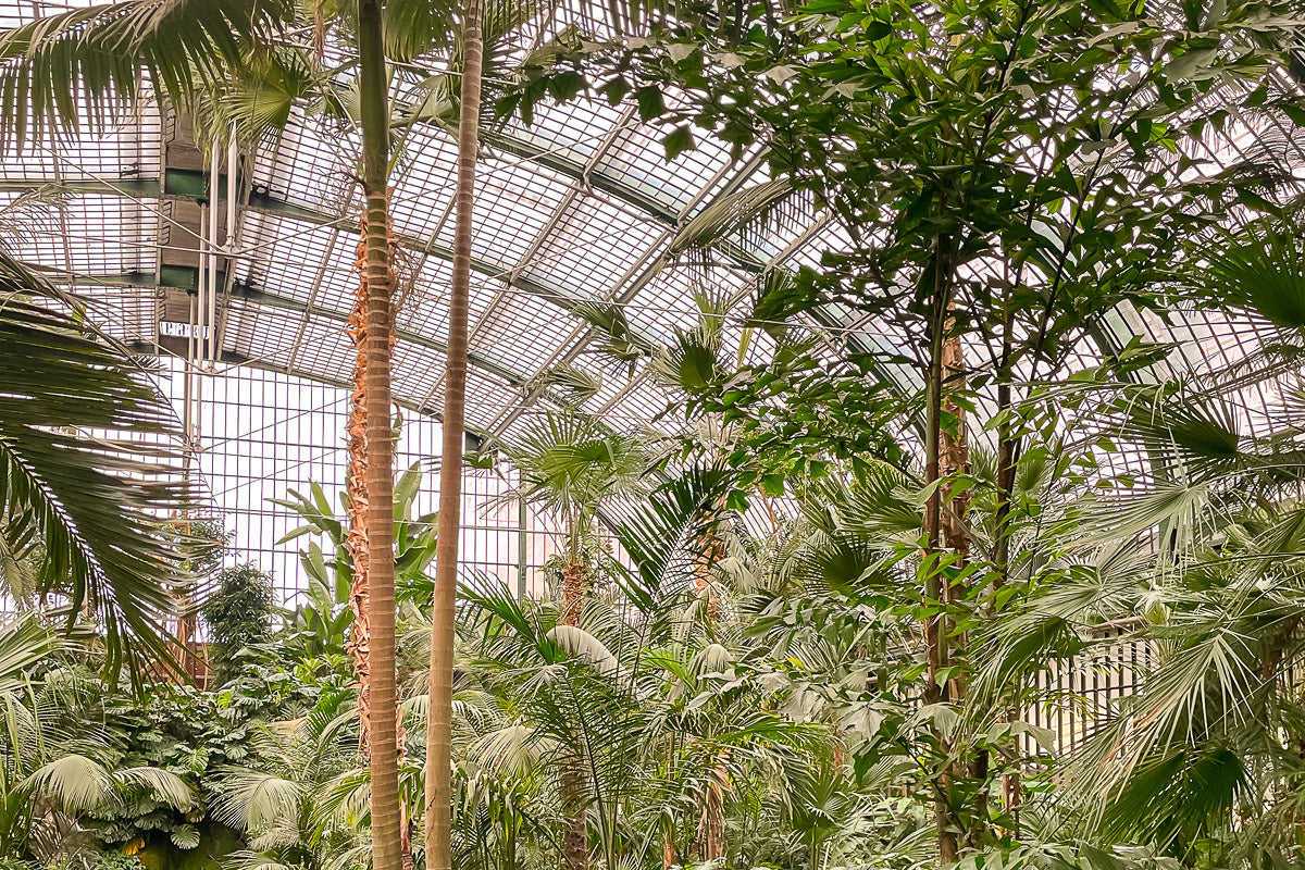 Le Palmengarten de Francfort, une ambition botanique