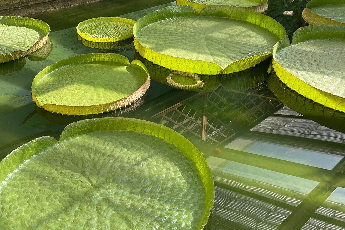 Au coeur du jardin botanique de Pise
