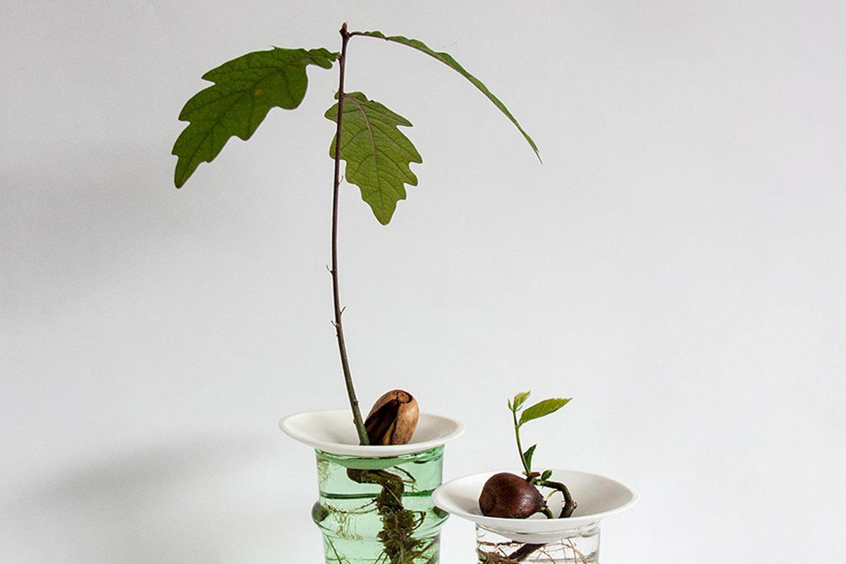 Plantez vos noyaux !