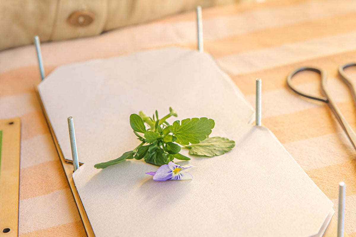 Cueillettes de fleurs d’été : comment les presser ?