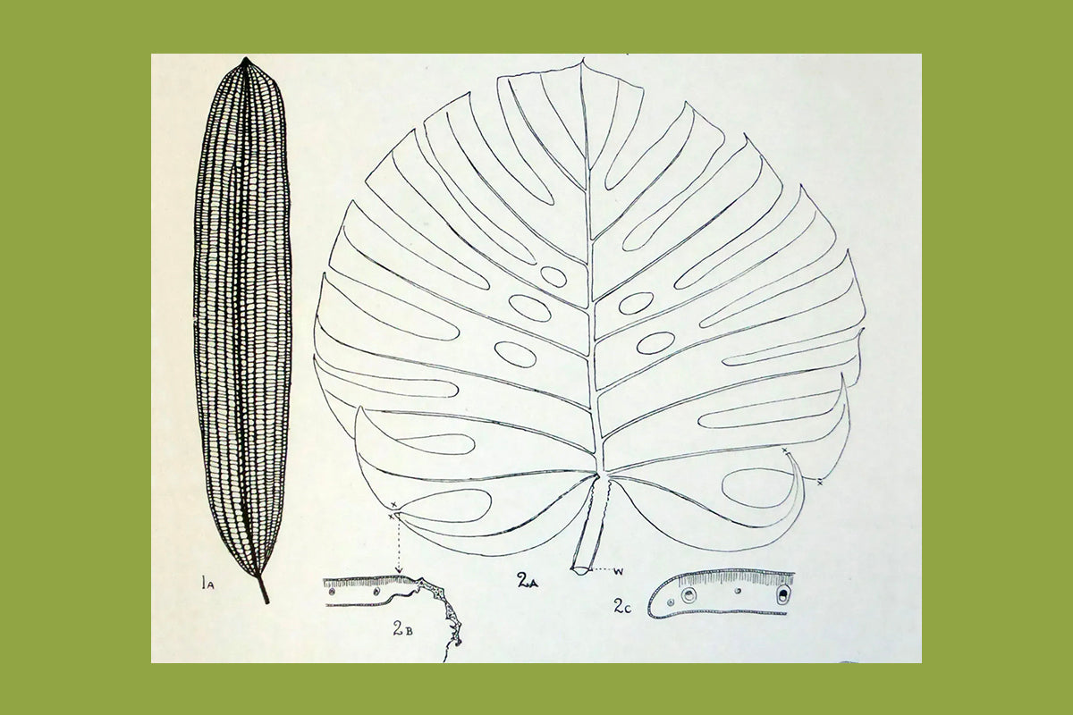 Agnès Arber : dessiner pour comprendre les formes végétales