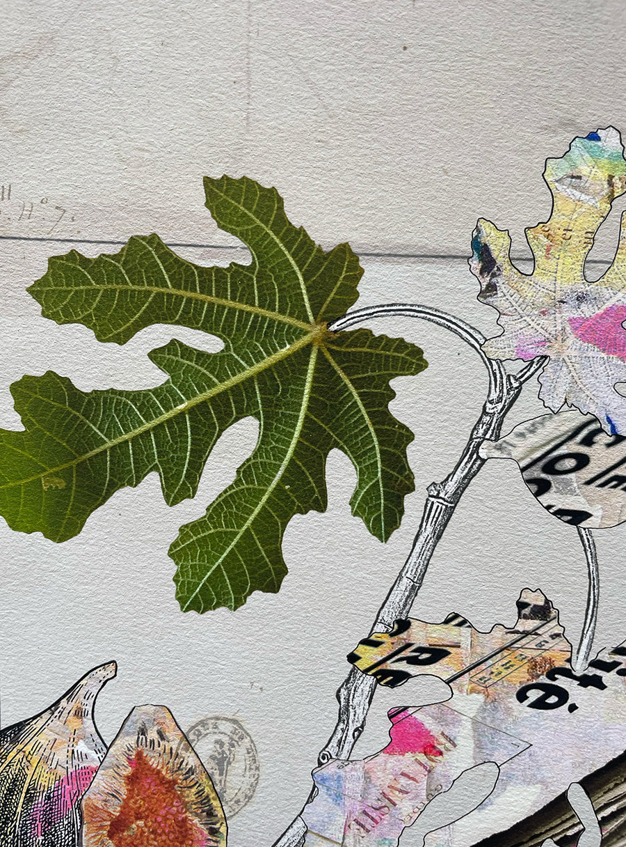 Figuier - Tirage d’art
