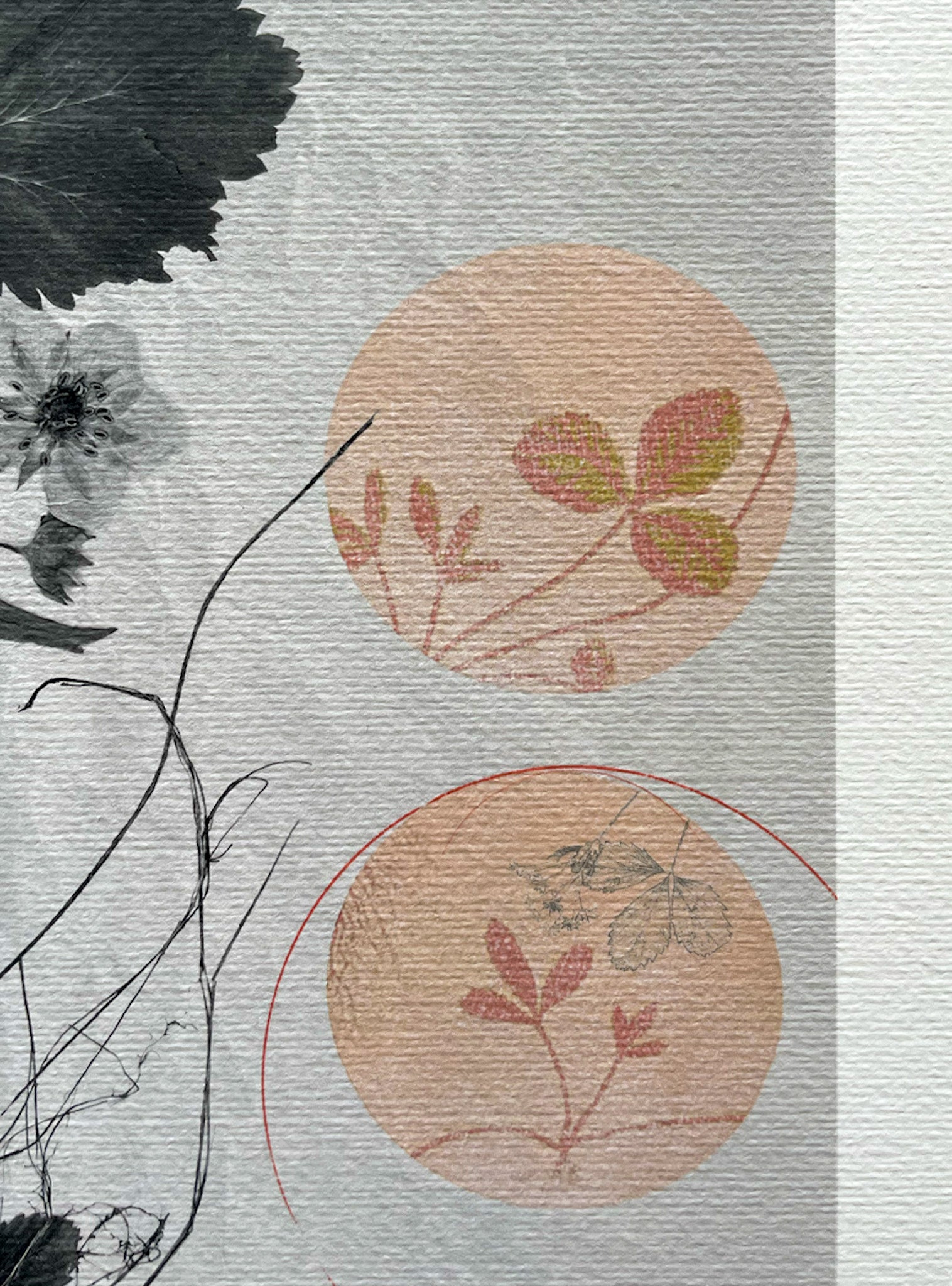 Fraisier - Les Fleurs Pressées