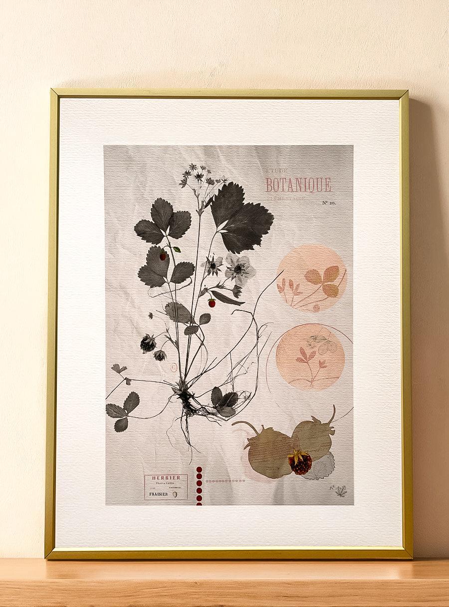 Fraisier - Les Fleurs Pressées