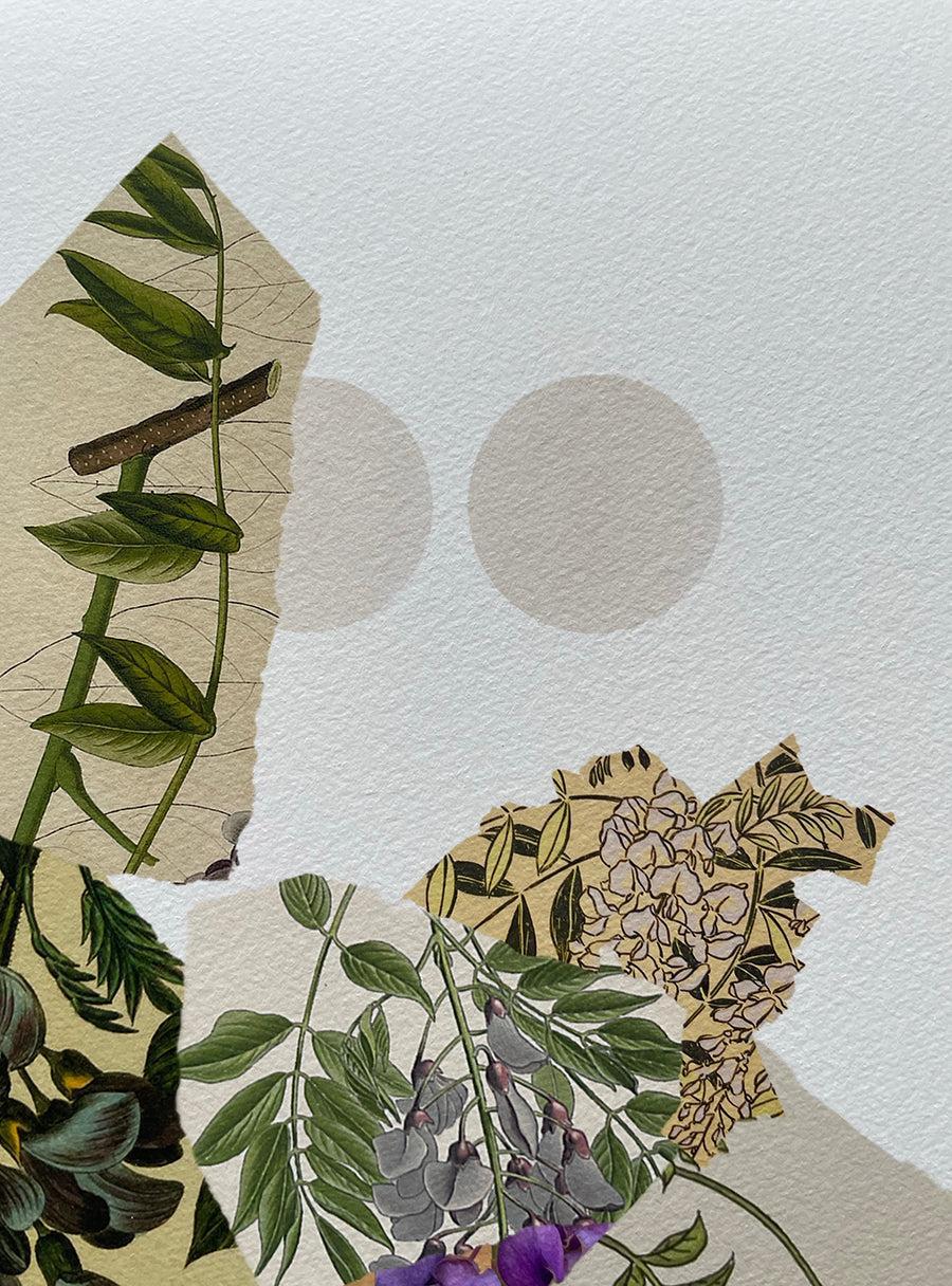 Glycine - Les Fleurs Pressées