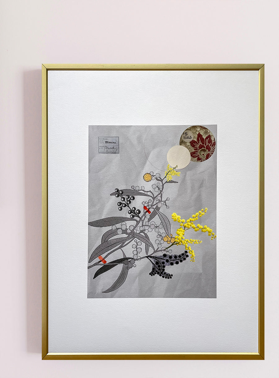 Mimosa - Tirage d’art