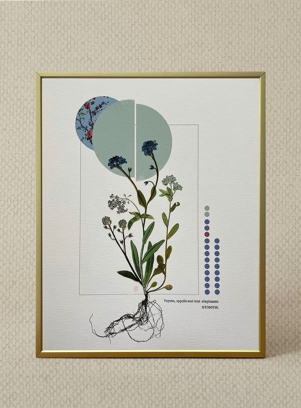 Collage Les Fleurs Pressées - Petit format - Myosotis