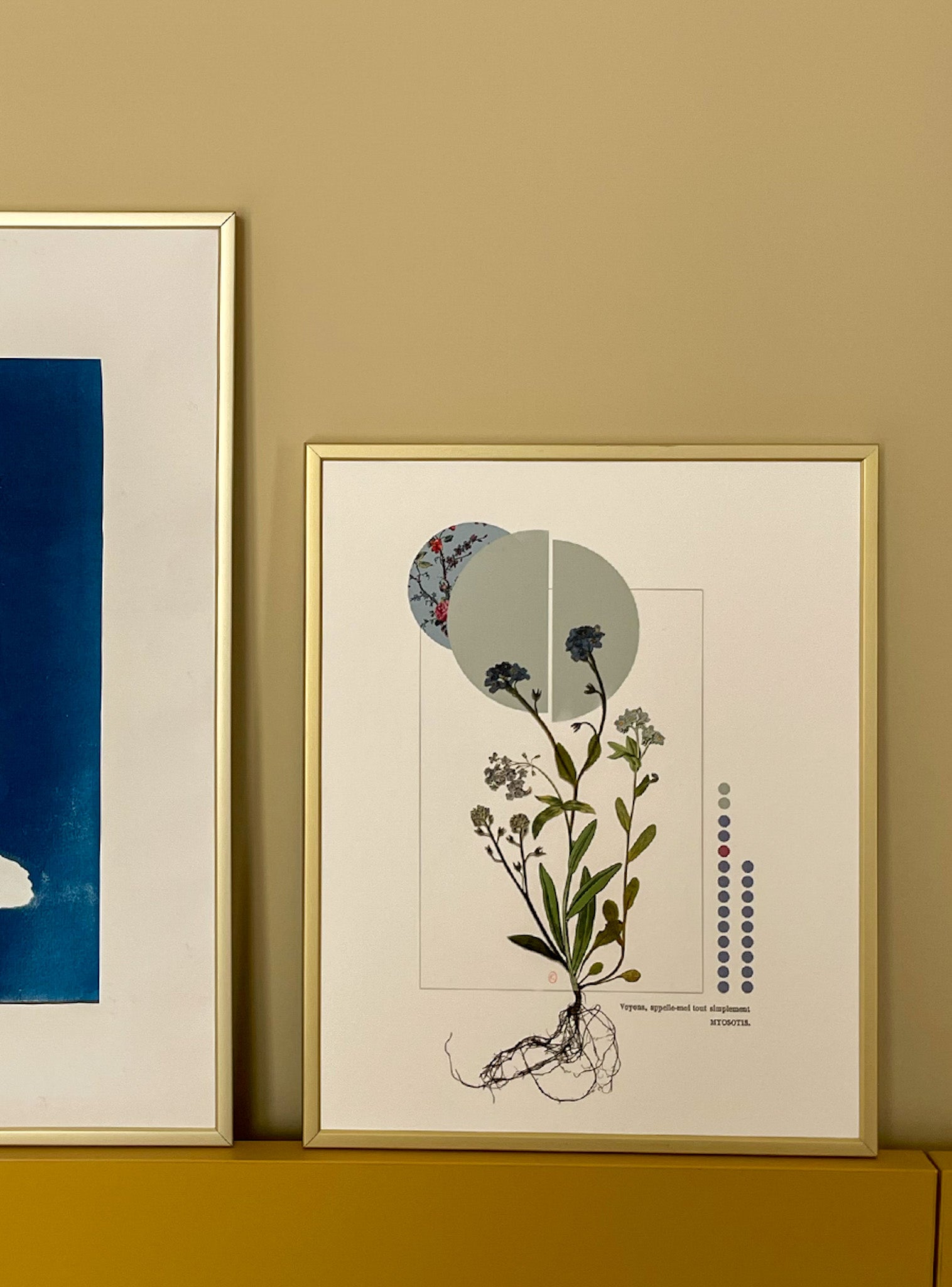 Myosotis - Les Fleurs Pressées