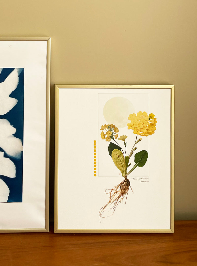 Collage Les Fleurs Pressées - Petit format - Primevère jaune