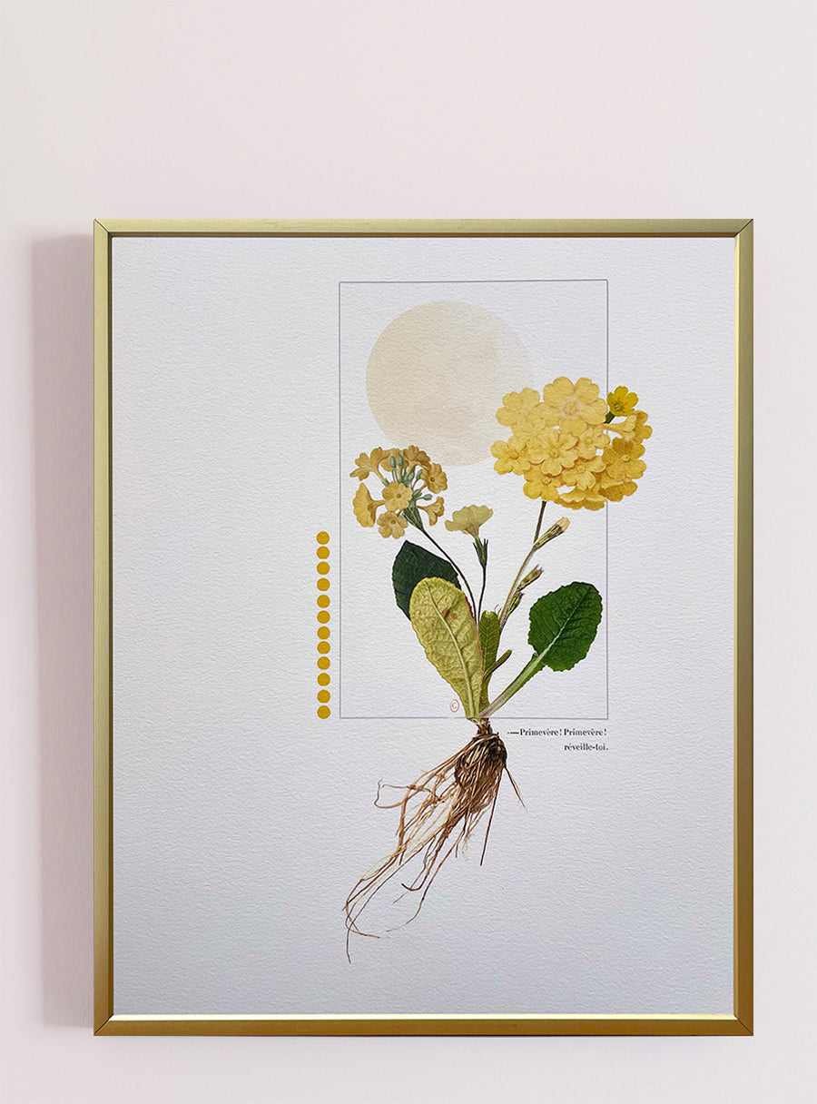 Primevère jaune - Tirage d’art