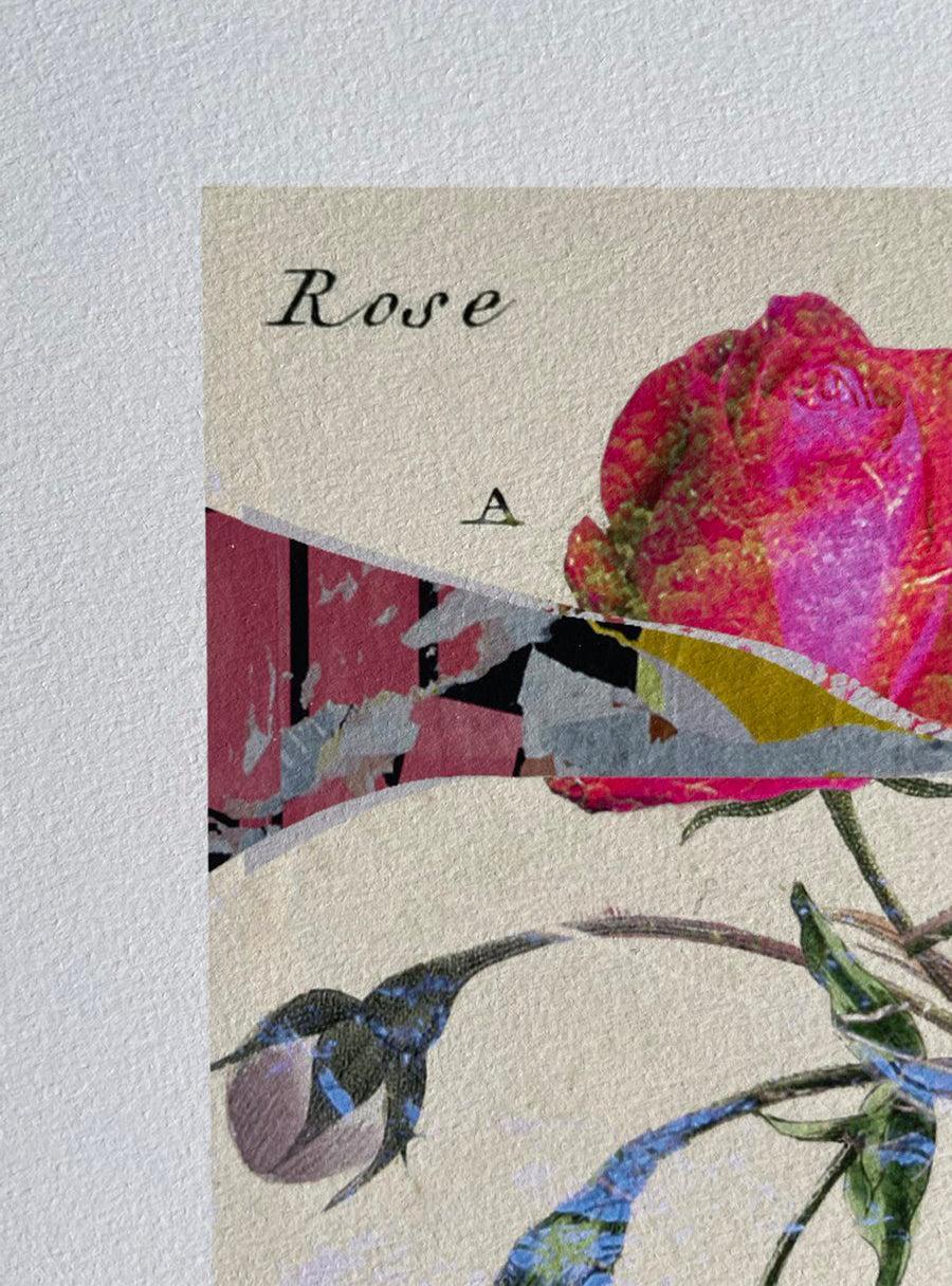 Rosier - Les Fleurs Pressées