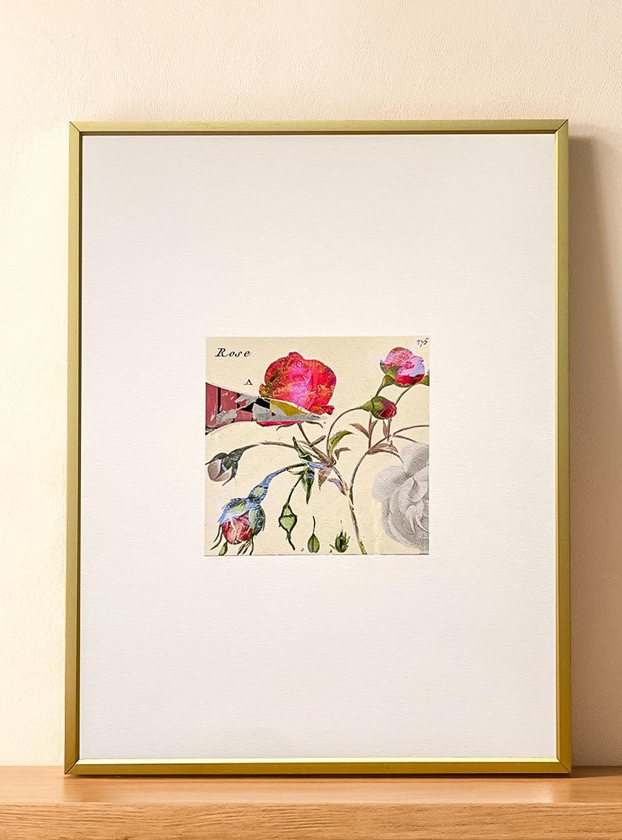 Rosier - Les Fleurs Pressées