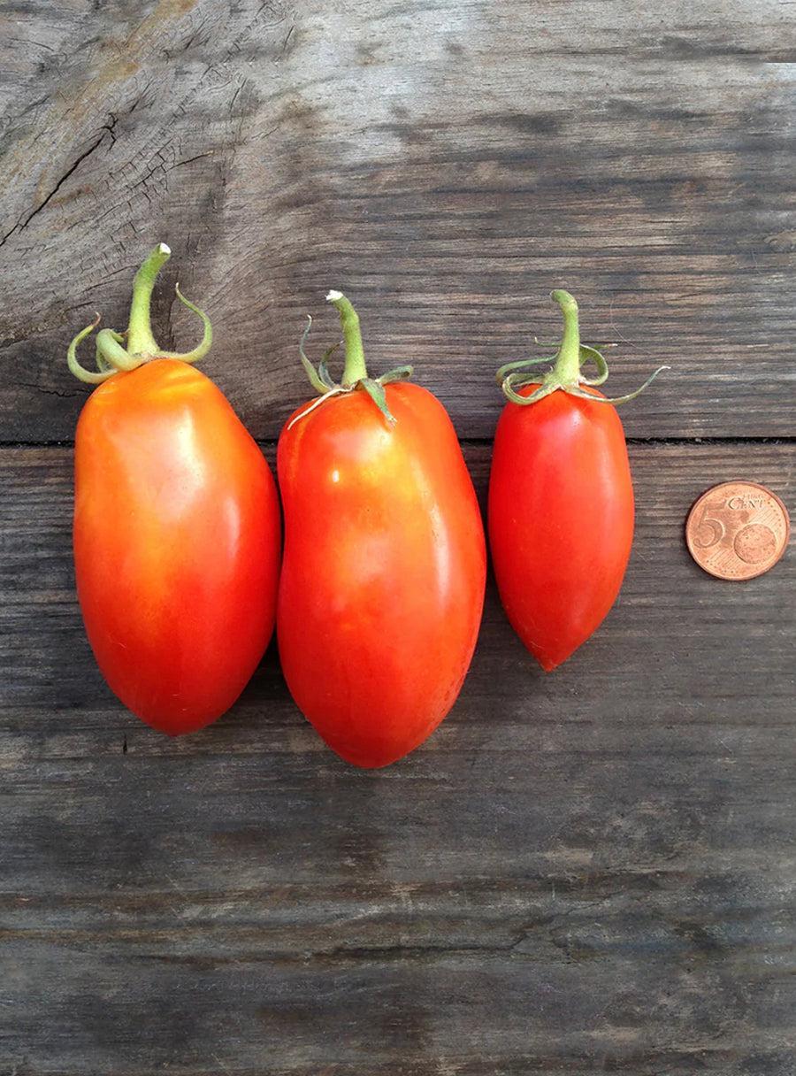 Graines de Tomates - San Marzano nano