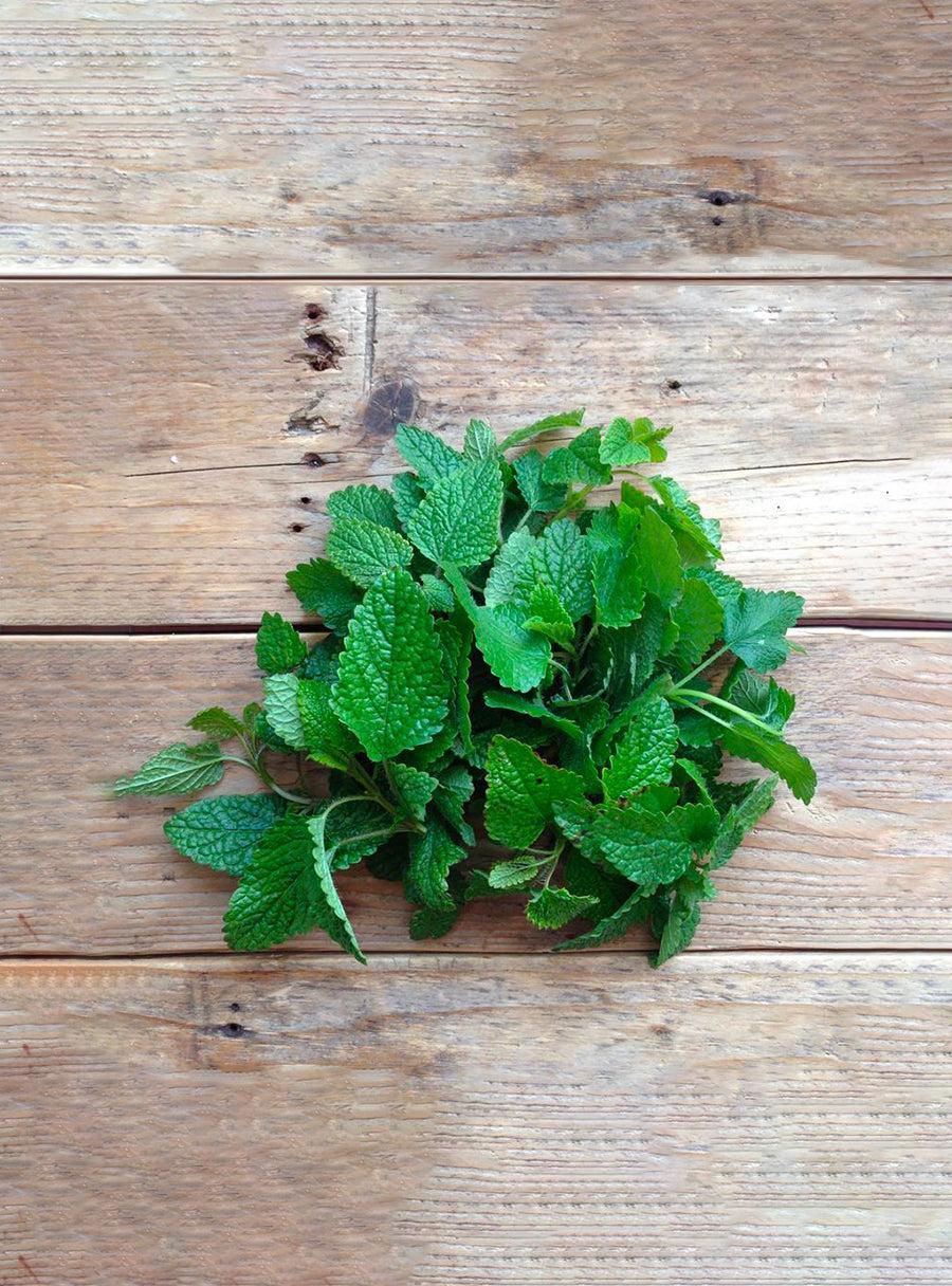 Graines de Mélisse officinale