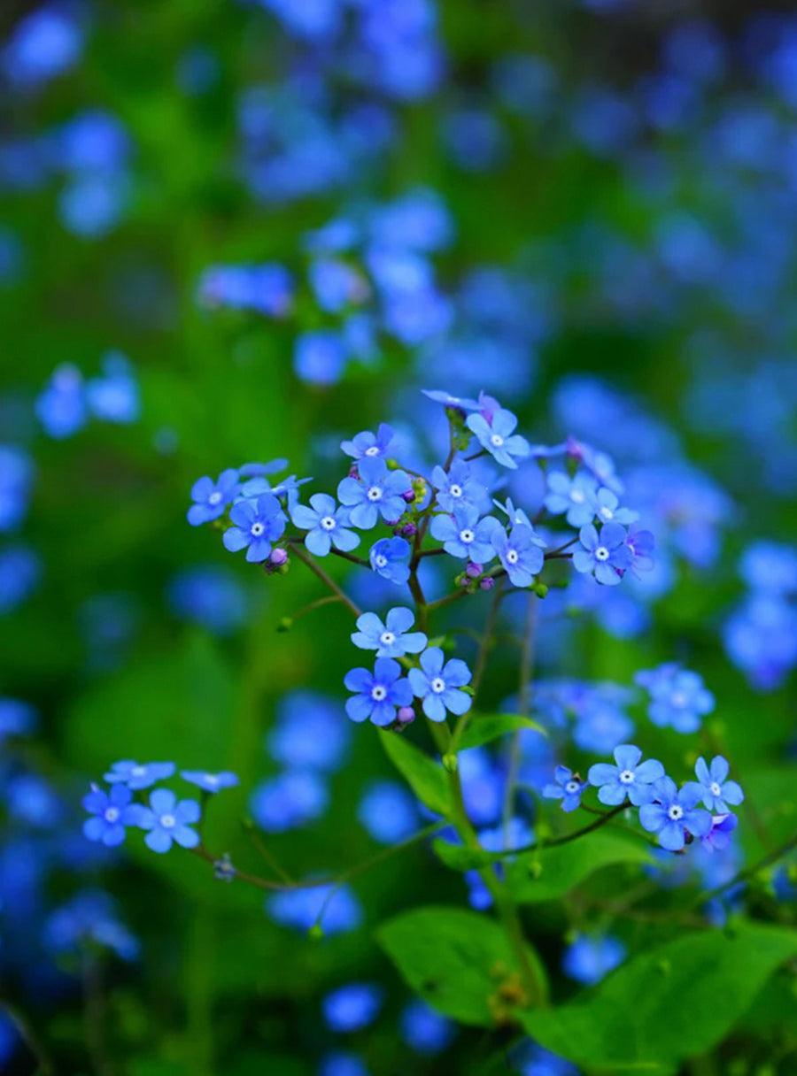 Seed Collection - Sweet Love Flowers