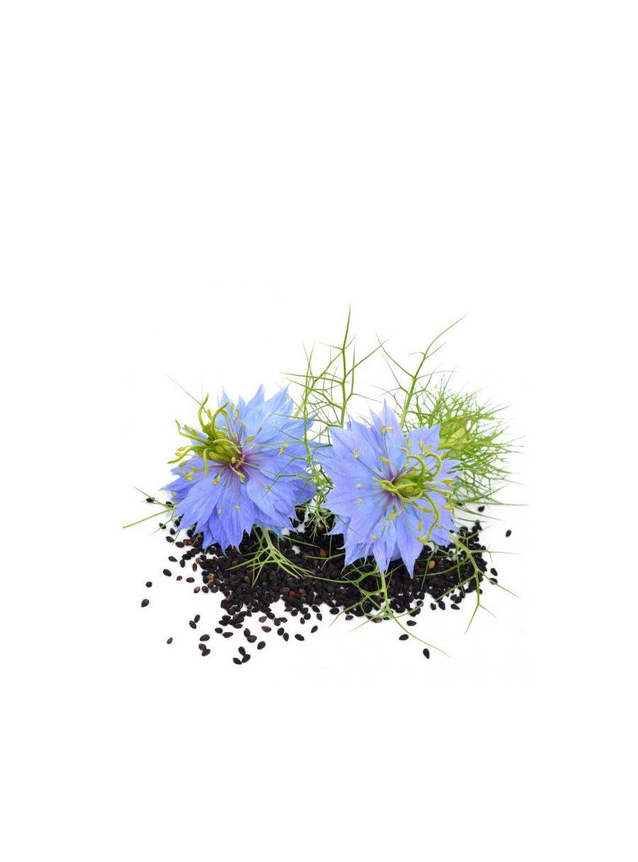 Graines de Nigelle