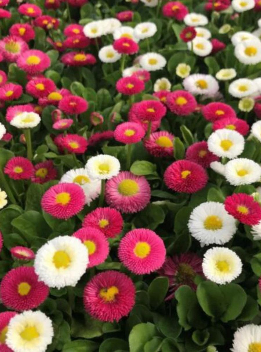 Daisy seeds - Pomponette mix