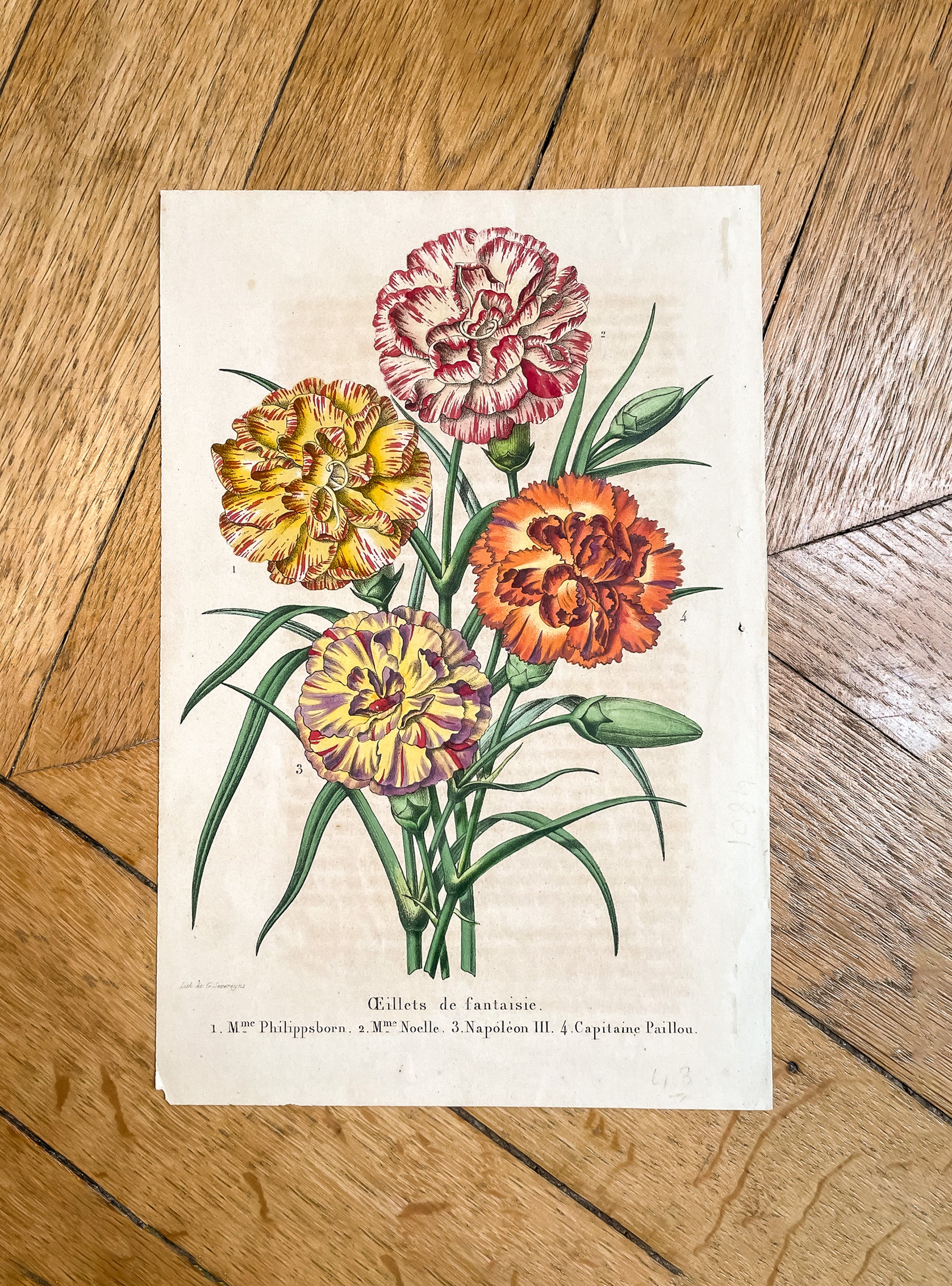 Antique Botanical Print - Fancy Carnations