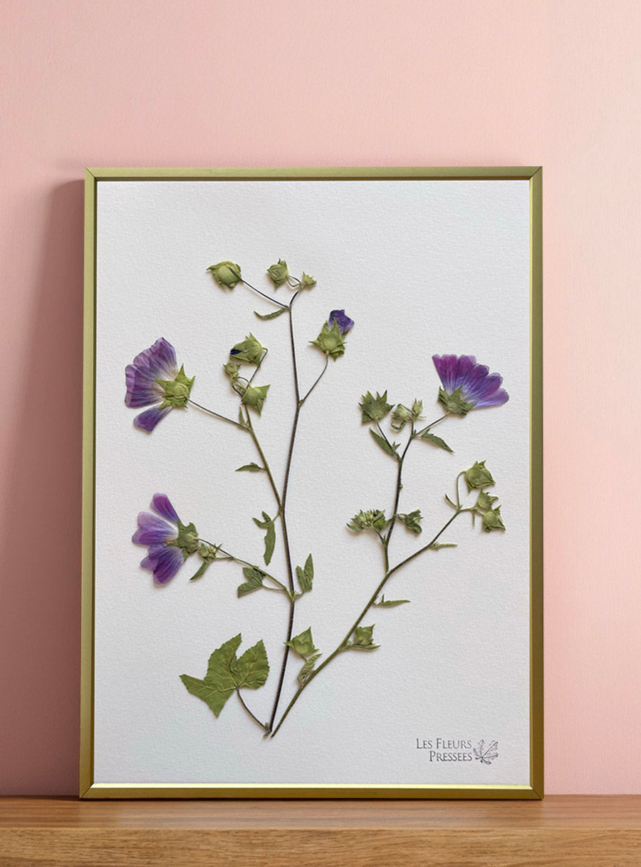 Mauve - Les Fleurs Pressées