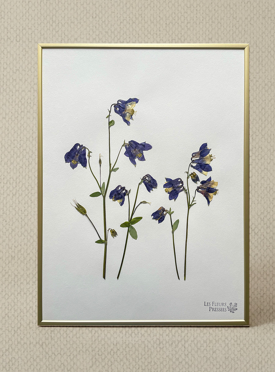 Ancolie - Les Fleurs Pressées