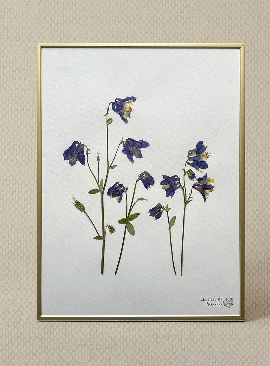 Ancolie - Les Fleurs Pressées