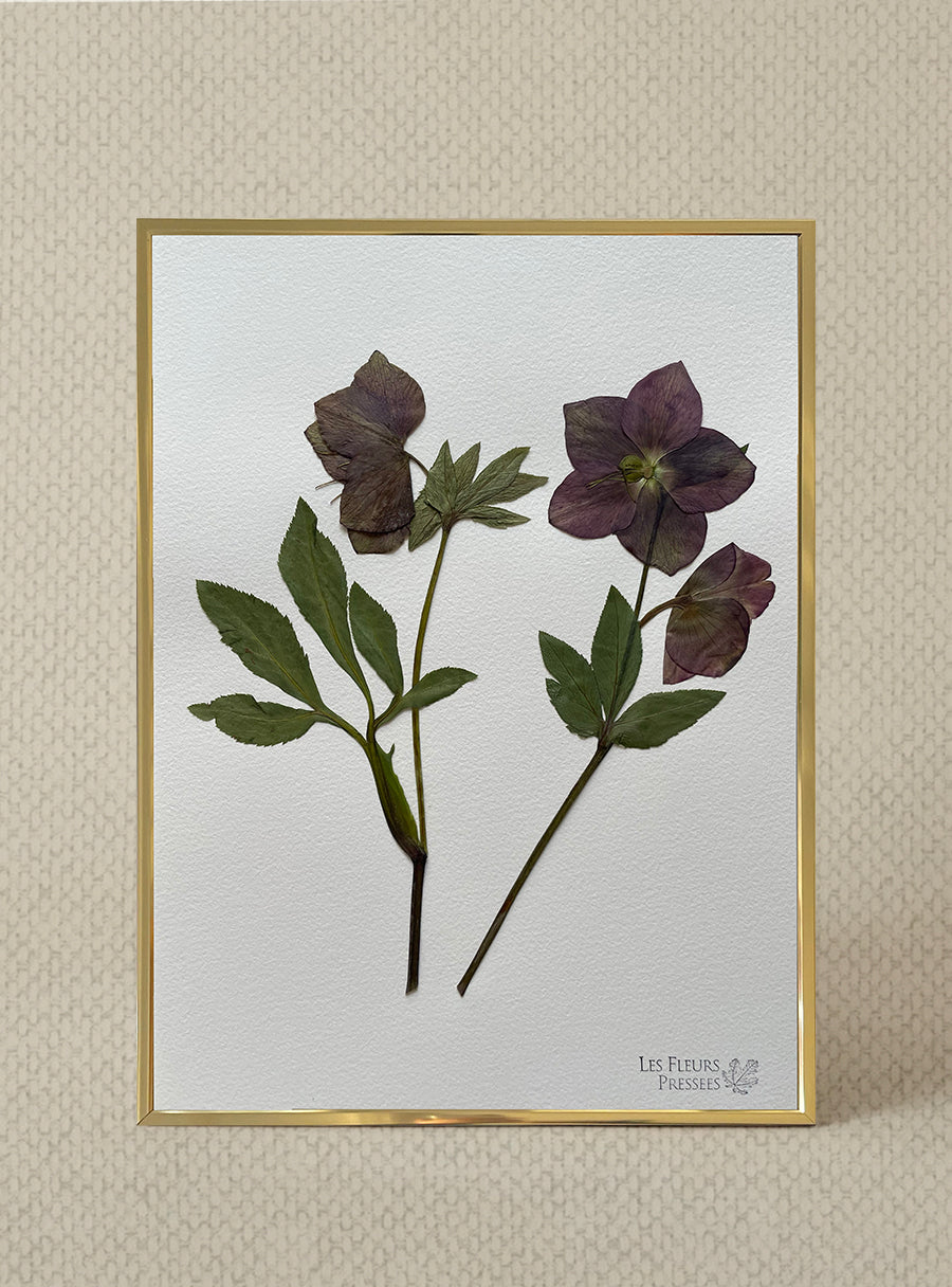 Hellébore - Les Fleurs Pressées