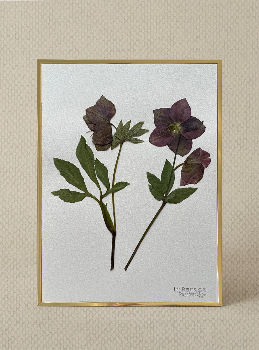 Hellébore - Les Fleurs Pressées