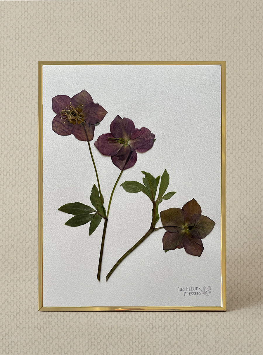 Hellébore - Les Fleurs Pressées