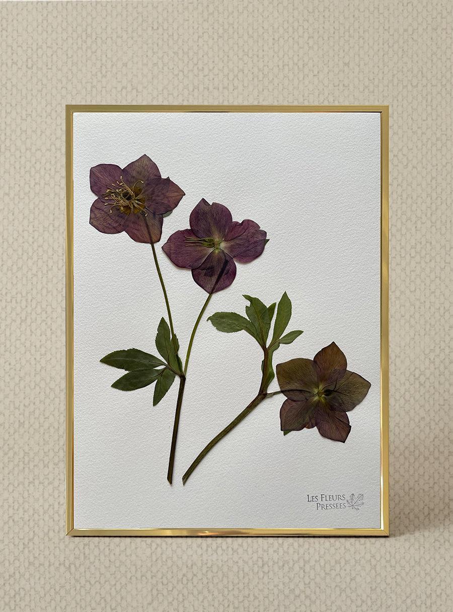 Hellébore - Les Fleurs Pressées