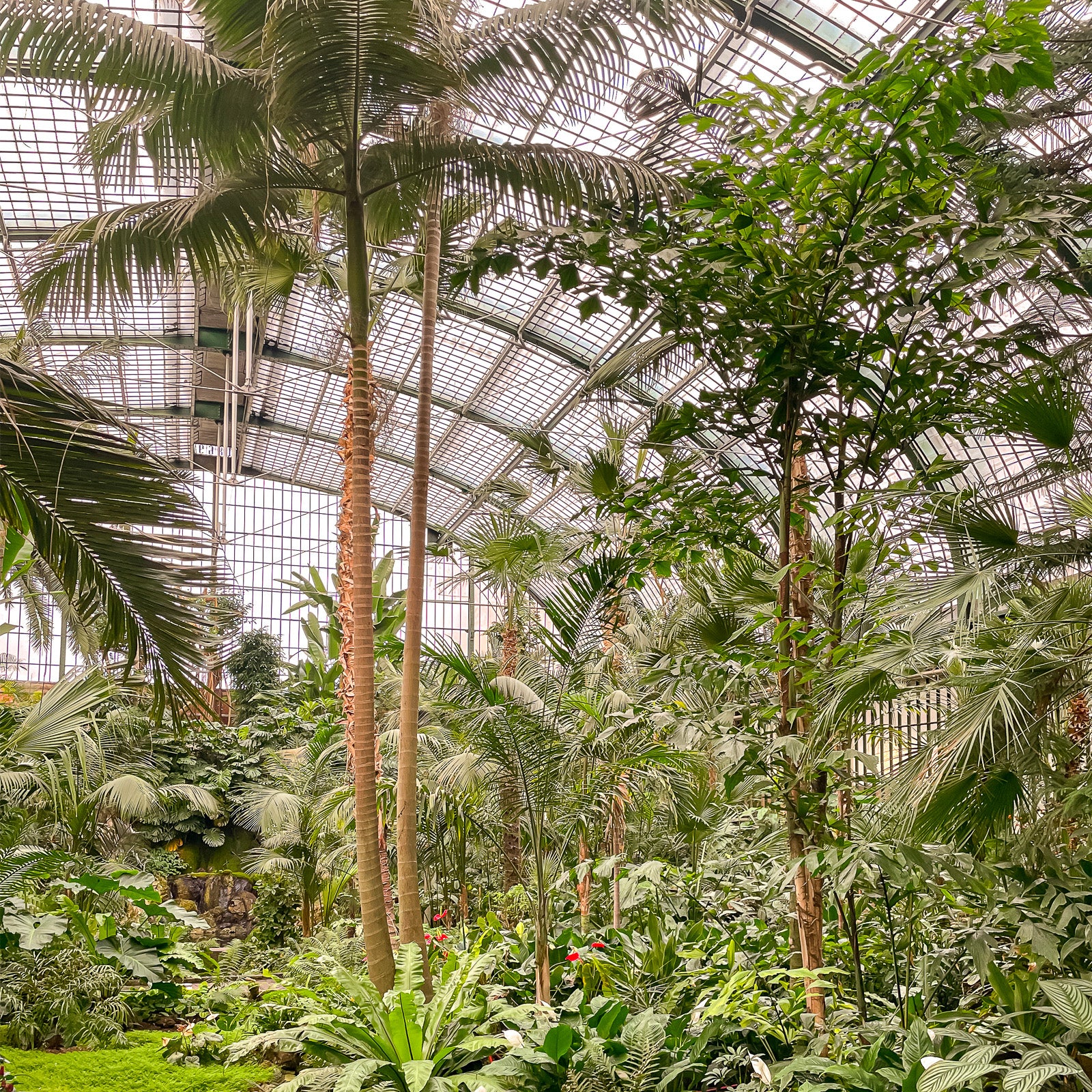 Intérieur de la Palmenhaus, Palmengarten Francfort