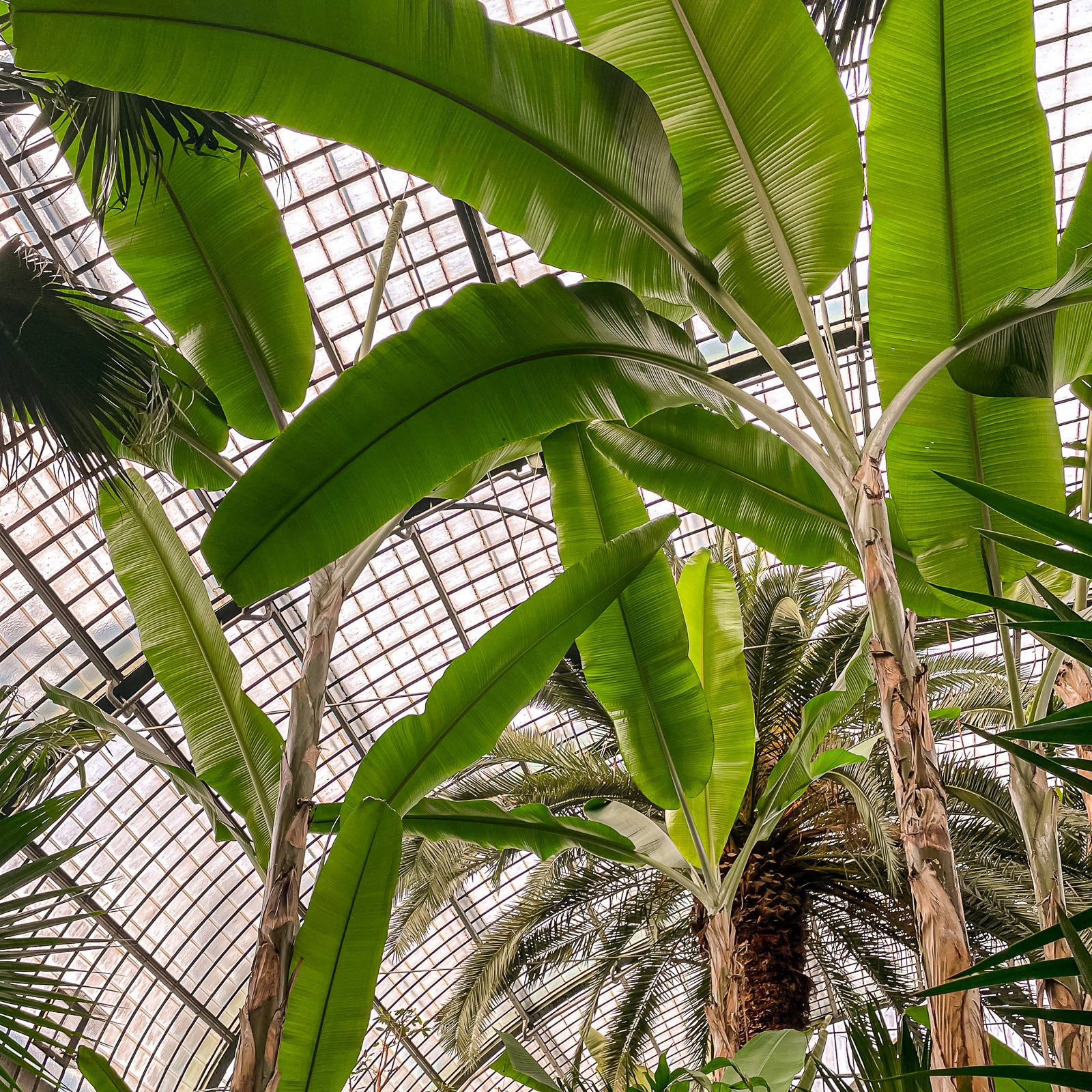 Intérieur de la Palmenhaus, Palmengarten Francfort