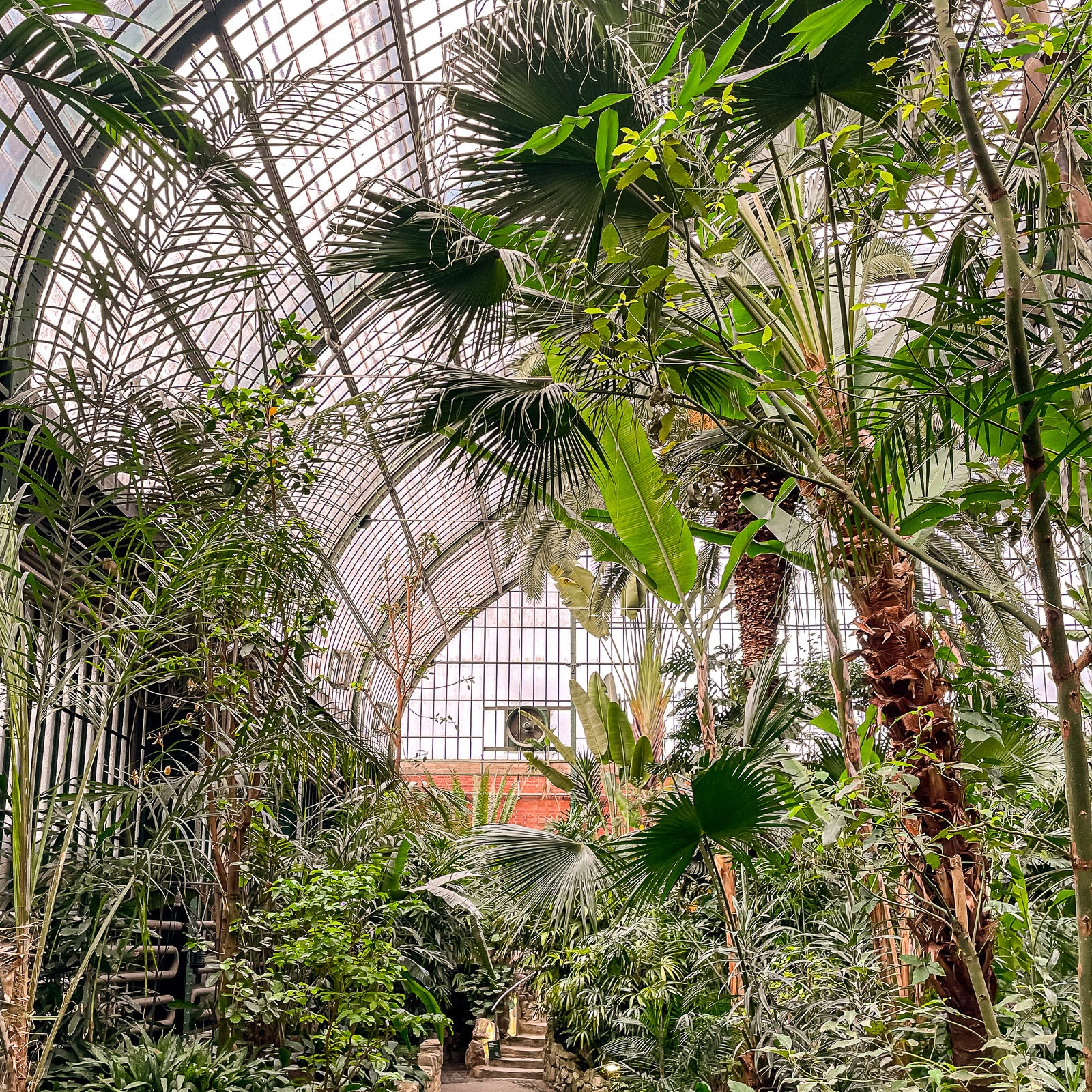 Intérieur de la Palmenhaus, Palmengarten Francfort