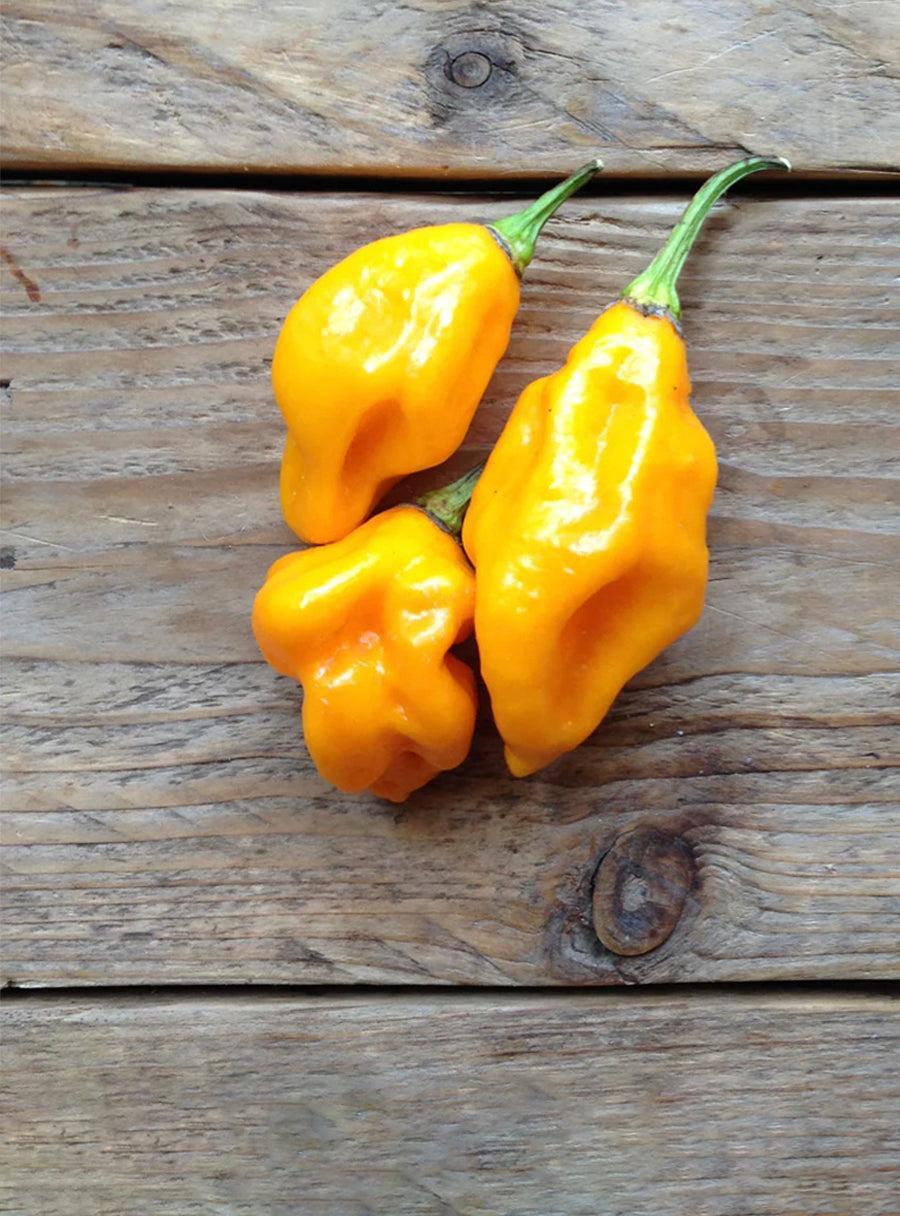 Duo de graines - Piments