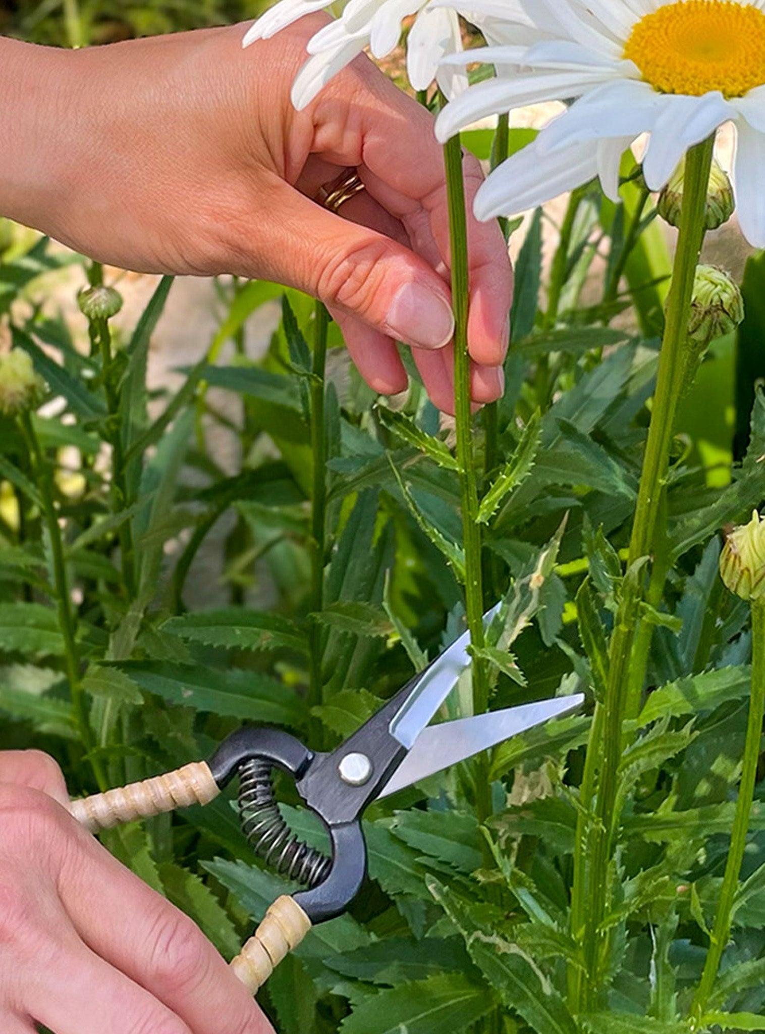 Sécateur fin japonais forgé - poignées en rotin