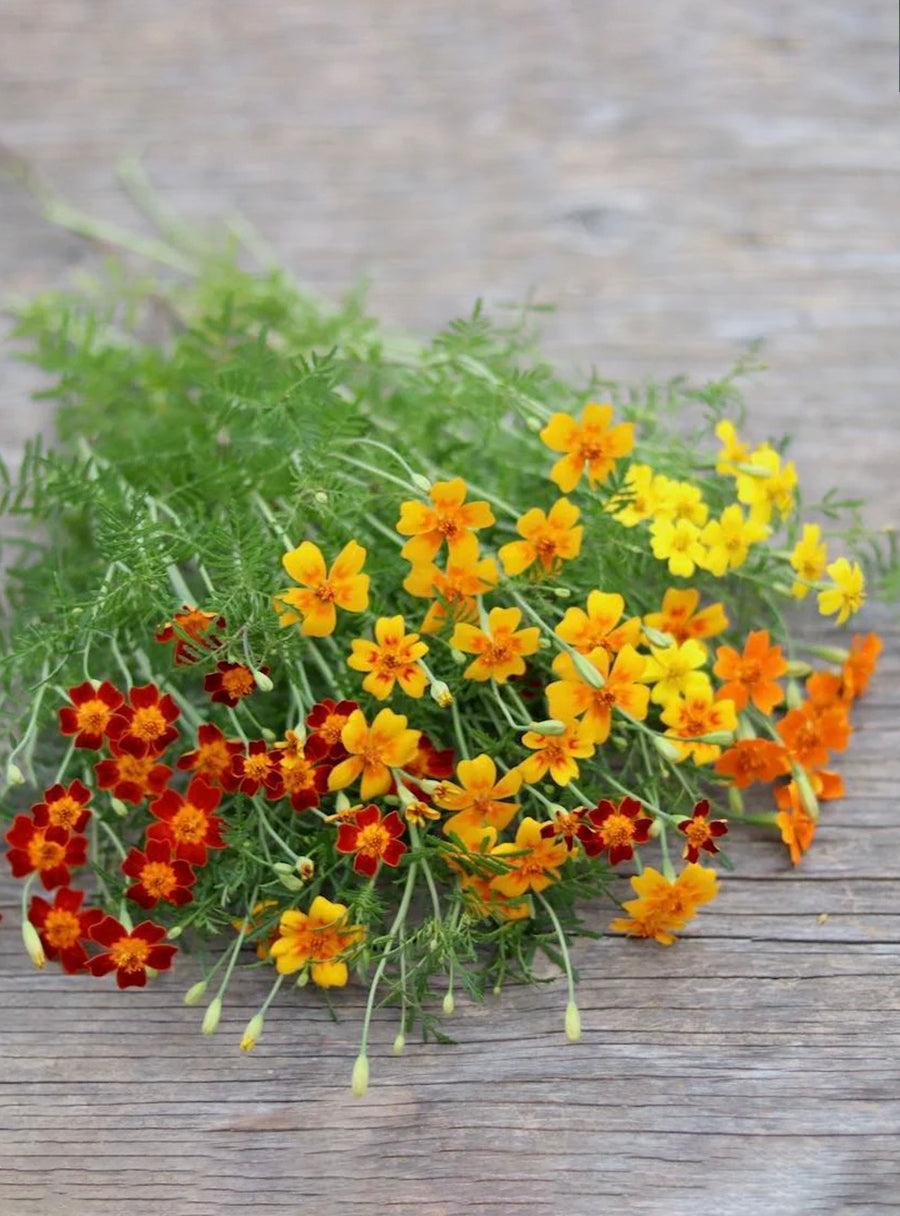 Trio de graines - Fleurs de pollinisateurs