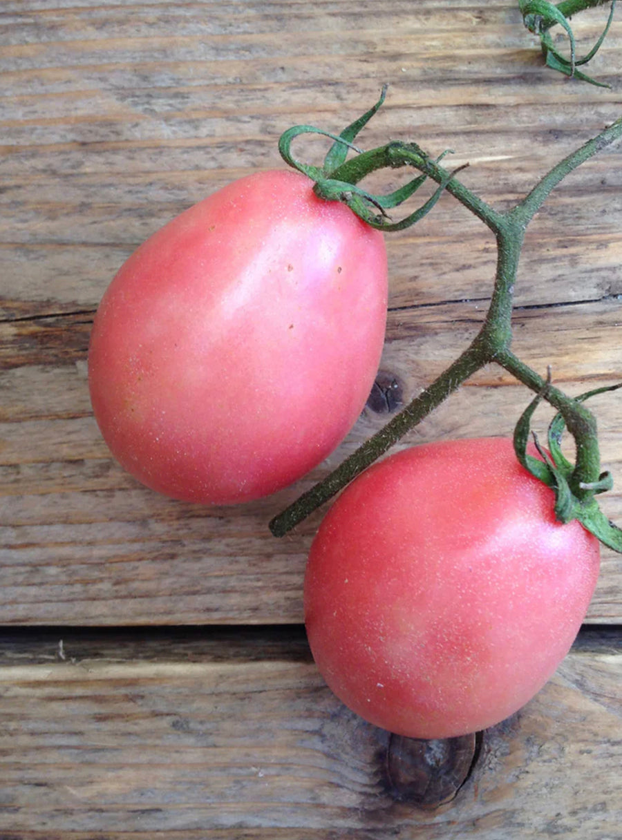 Trio de graines - Tomates