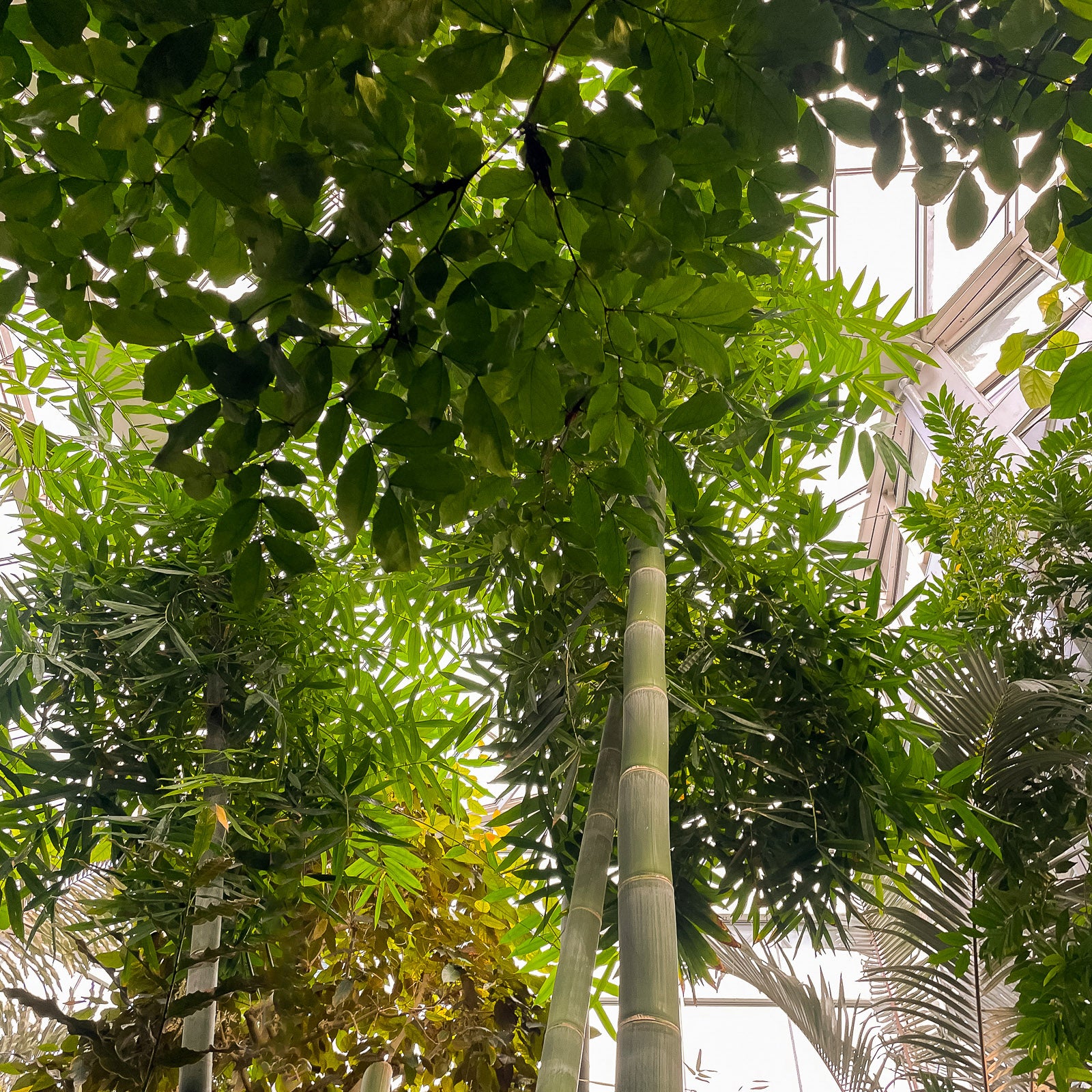 Intérieur du Tropicarium, Palmengarten de Francfort