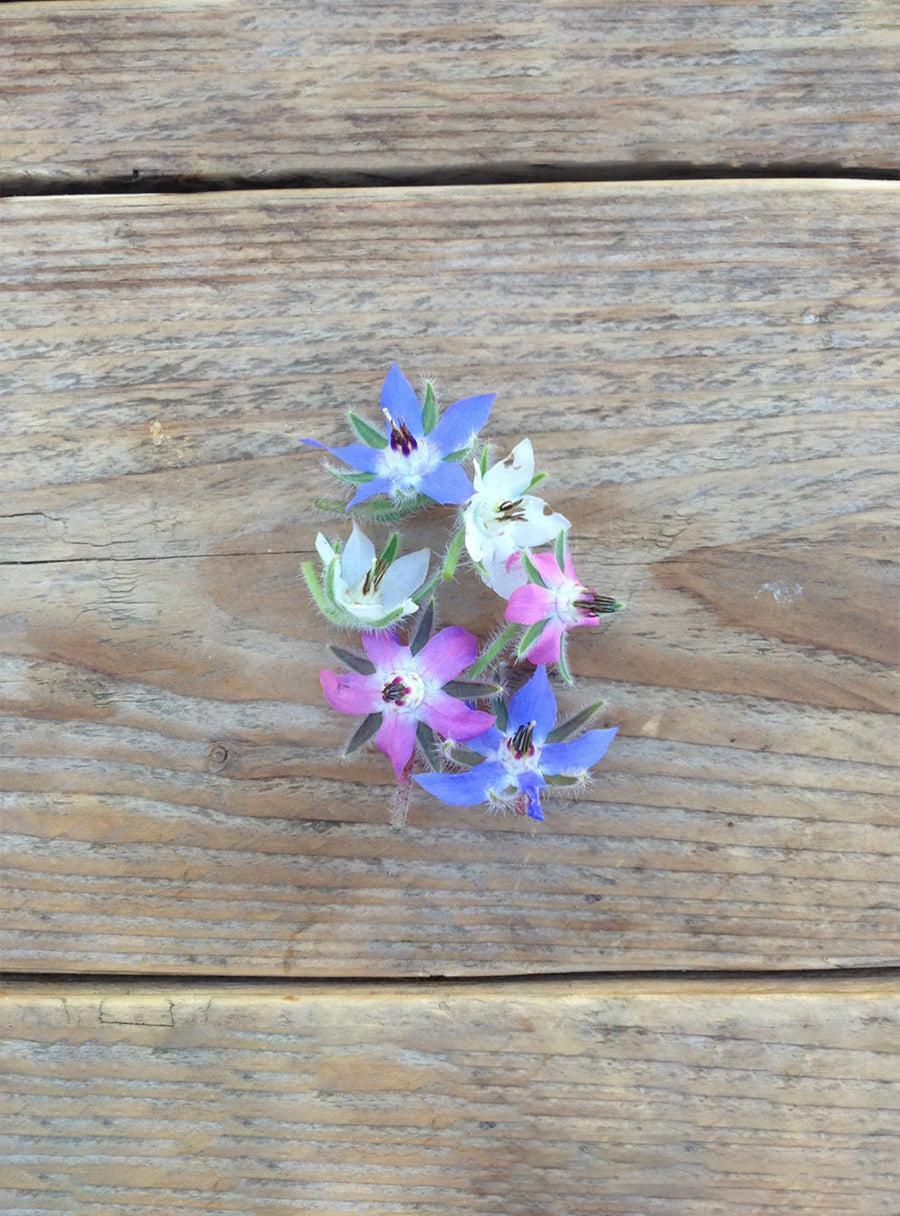 Trio de graines - Fleurs comestibles