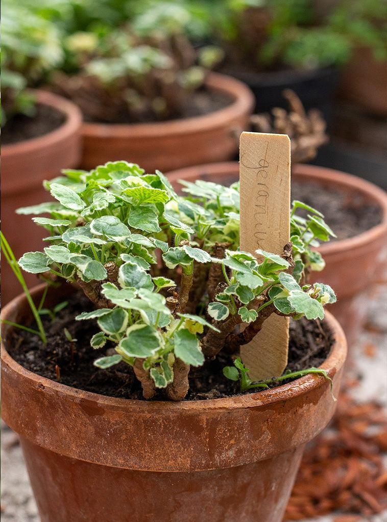 Etiquettes pour plantes - 10 cm