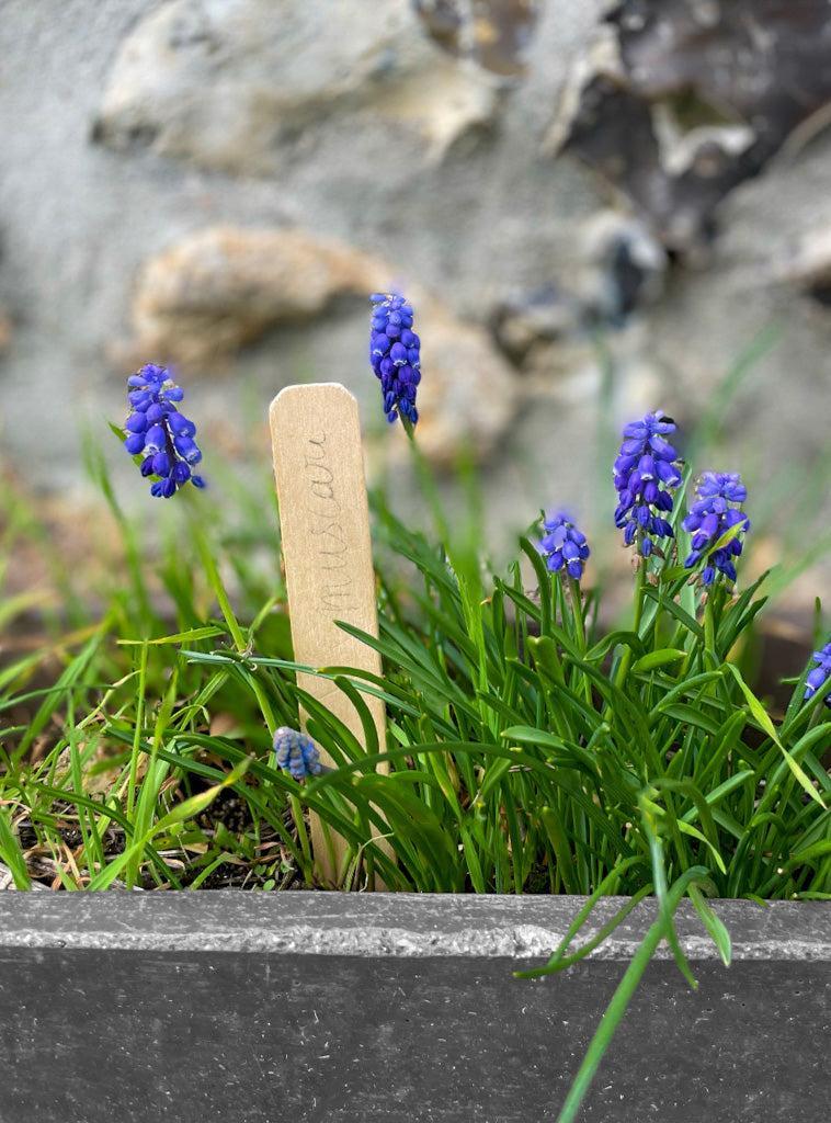 Etiquettes pour plantes - 20 cm