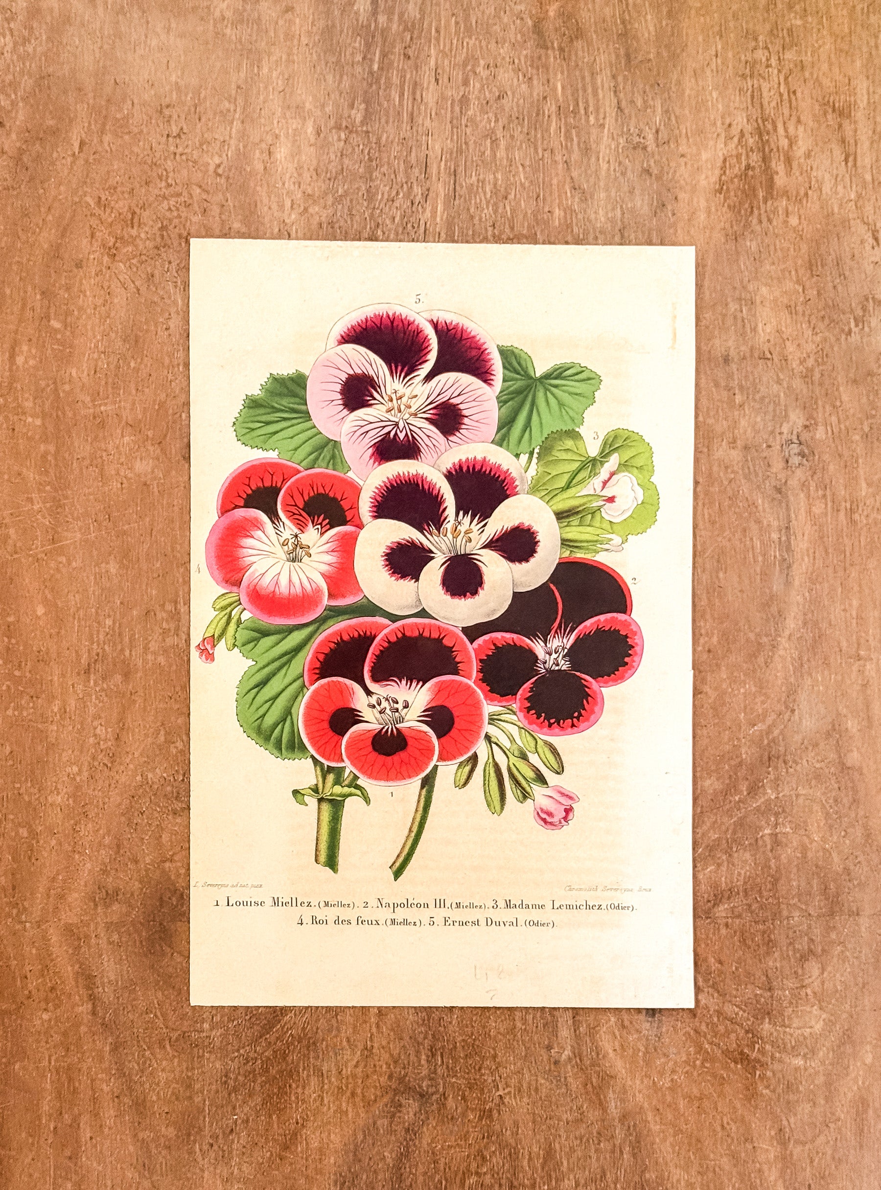 Old botanical engraving - Pelargonium