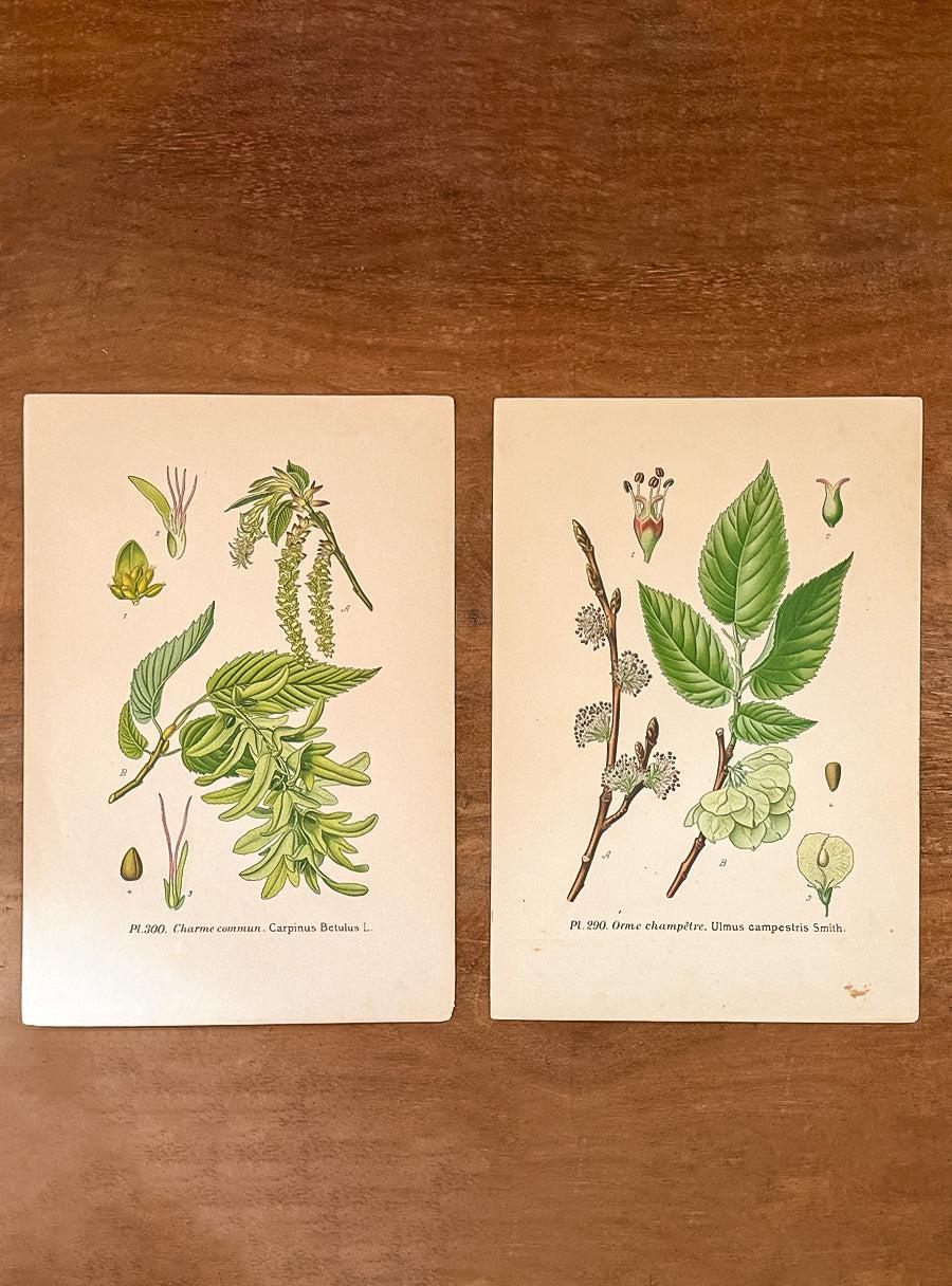 Gravures anciennes - Charme & Orme